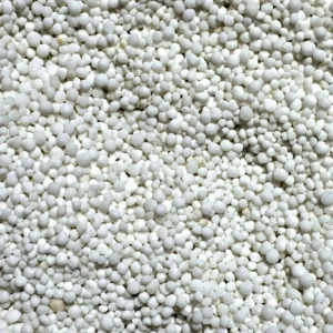 Quinoa branca em grãos
